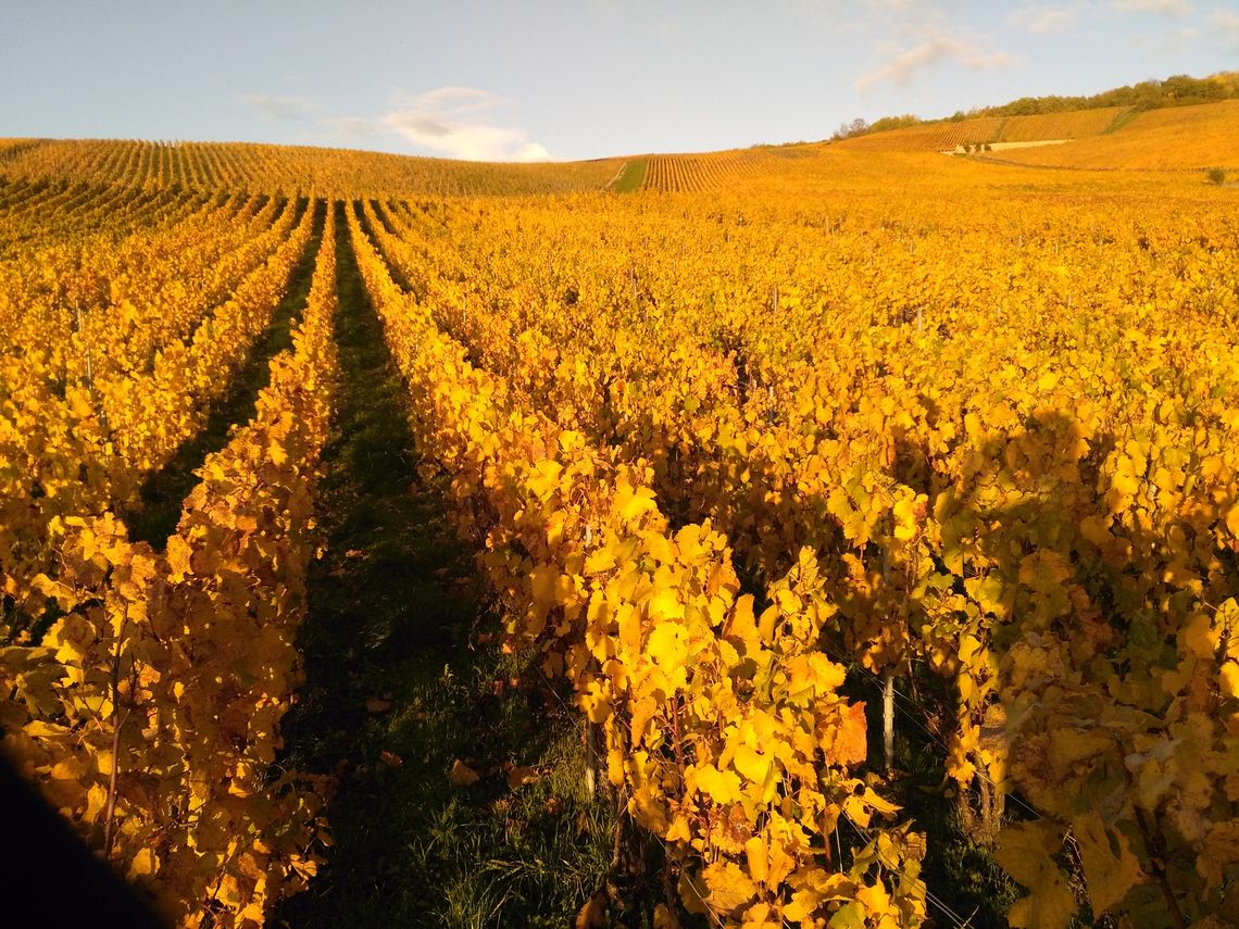 Champagne Guy Brunot - Weinberge im Herbst. Foto: Champagne Guy Brunot
