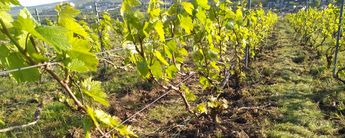 Champagne Brunot: Reben im April. Foto: Champagne Brunot