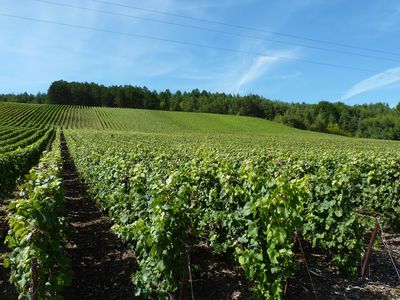 Weinberge. Foto: Nathalie Falmet