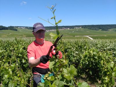 Champagne G. Brunot - Abschneiden der Spitzen der Weinstoecke. Foto: Champagne G. Brunot