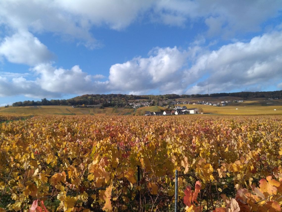 Champagne Guy Brunot - Blick auf Hautvillers. Foto: Champagne Guy Brunot