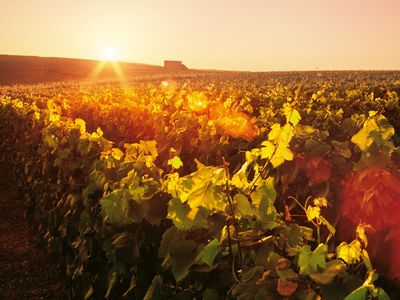 Weinberge. Foto: Champagne ALFRED GRATIEN