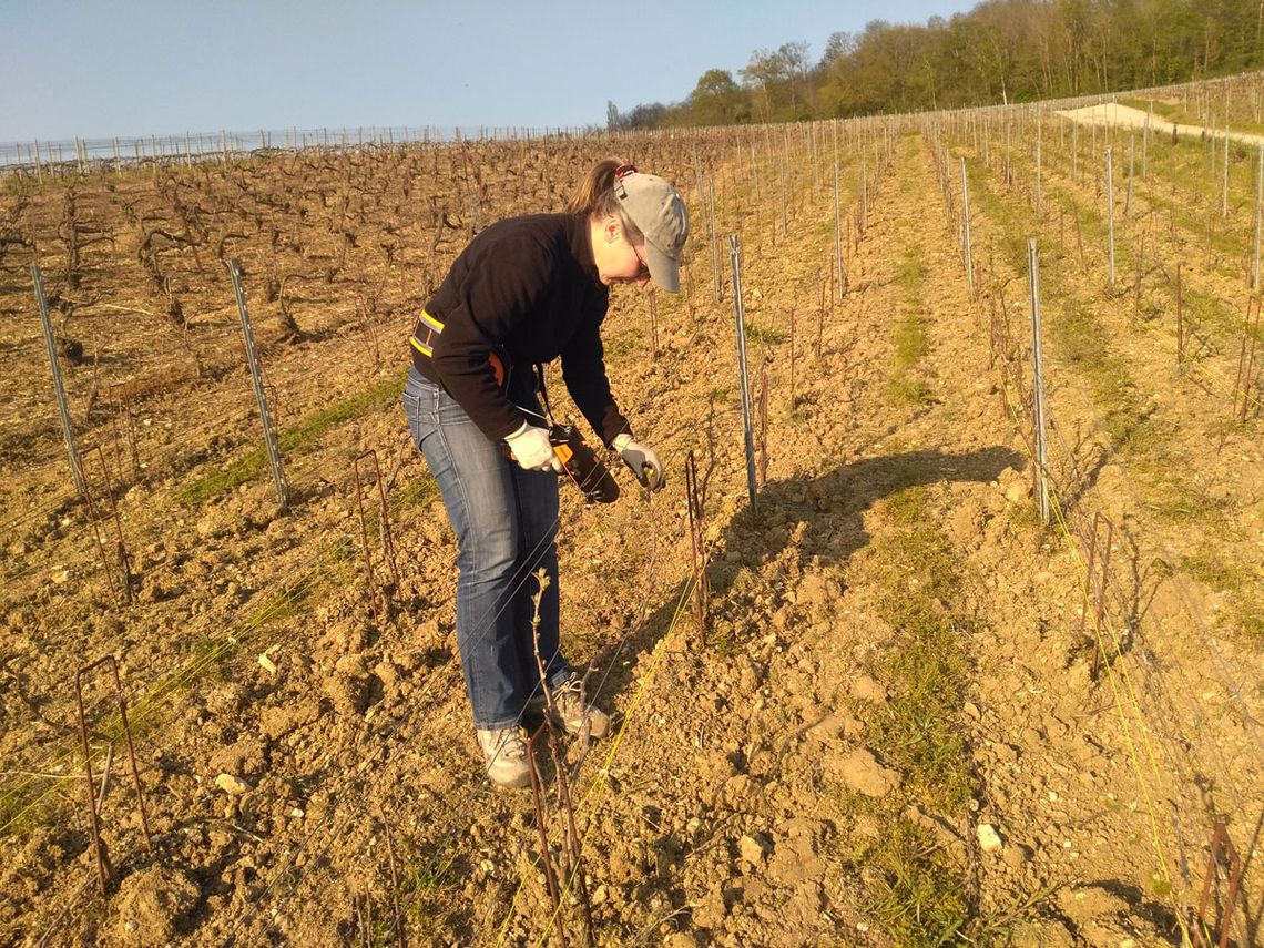 Champagne Brunot: Nathalie Brunot beim Anbinden der Rebe. Foto: Champagne Brunot