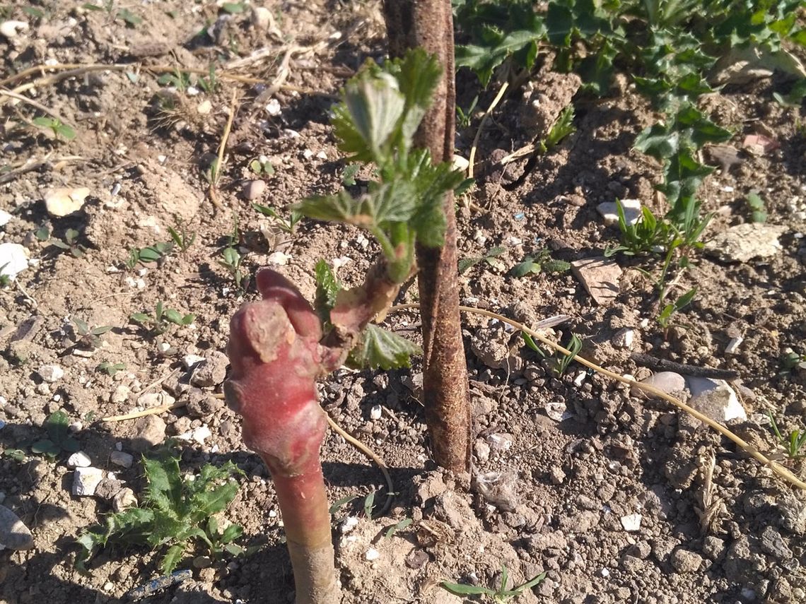 Champagne G. Brunot: austreibende Jungpflanze. Foto: Champagne G. Brunot