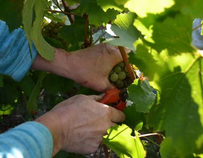 Champagne Guy Brunot - Traubenlese. Foto: Champagne Guy Brunot