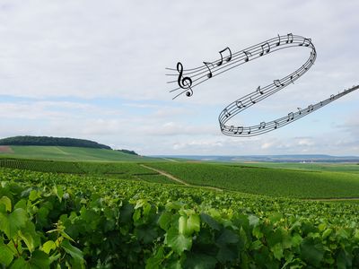 Weinberge in der Champagne. Foto: Champagner-cub.de, Düsseldorf