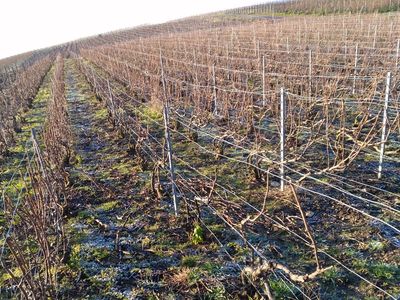 Champagne G. Brunot Weinberg im Chablis Schnitt. Foto: Champagne G. Brunot