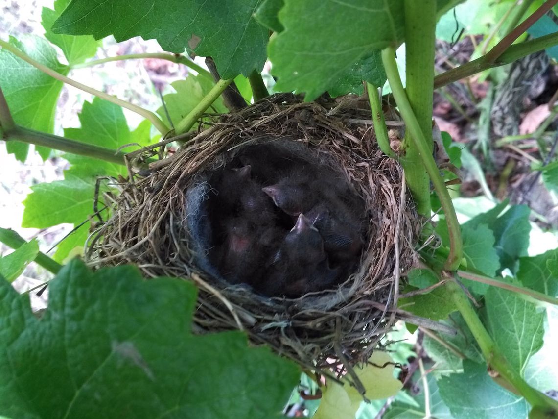 Champagne G. Brunot - Nest mit Jungvögeln im Weinstock. Foto: Champagne G. Brunot