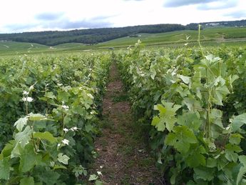 Champagne Guy Brunot - Weinberg nach der Pallisage. Foto: Champagne Guy Brunot