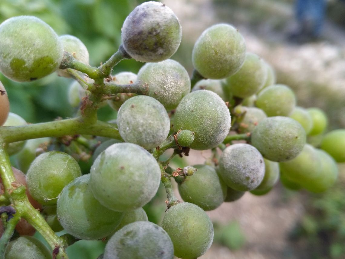 Champagne Guy Brunot - Von Pilzkrankheit Oidium befallene Beeren. Foto: Champagne Guy Brunot