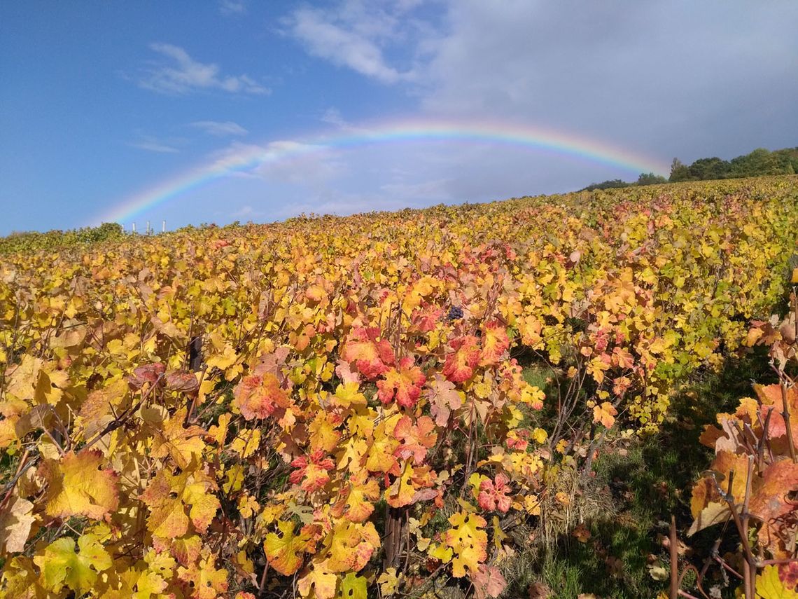 Champagne Guy Brunot - tolles Naturschauspiel. Foto: Champagne Guy Brunot