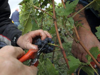 Traubenlese in der Champagne. Foto: ©Jean-Charles Gunter for Collection CIVC