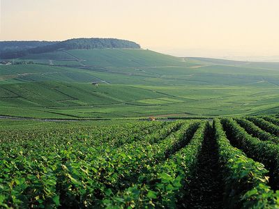 Champagne Perrier-Jouët Weinberge