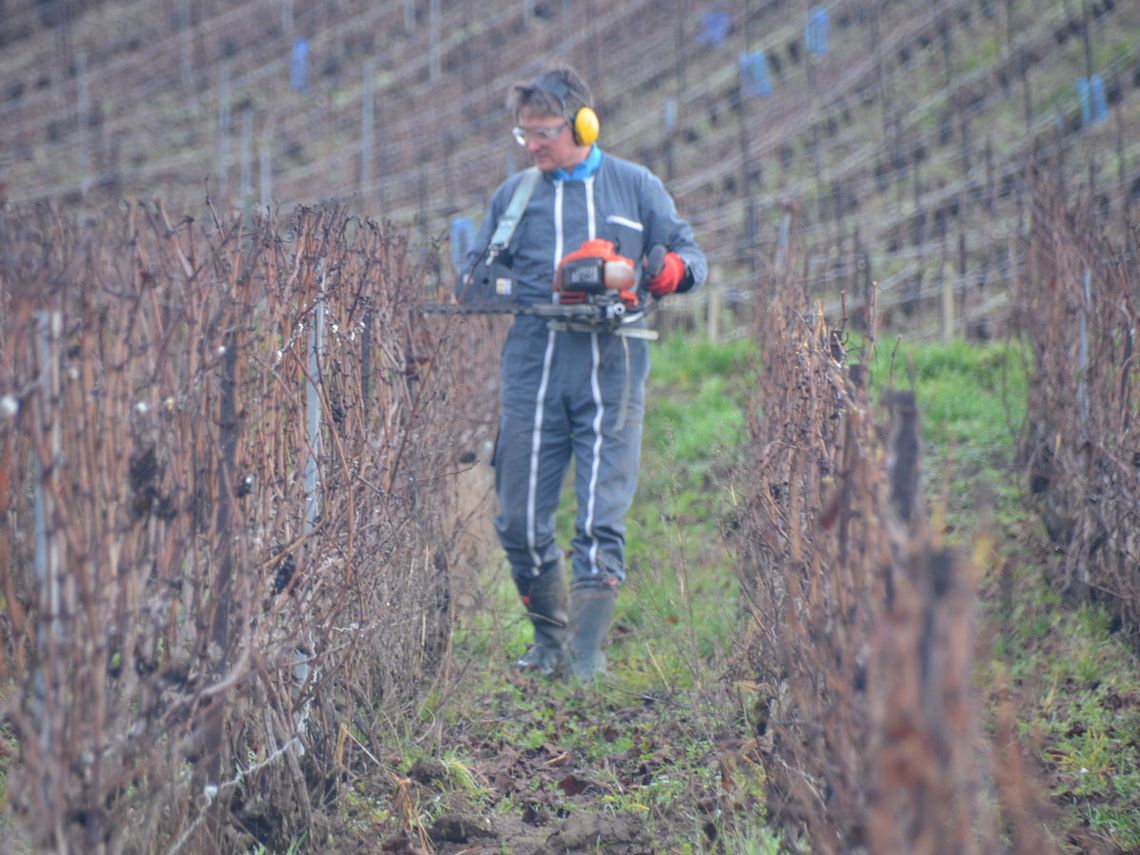 Champagne Guy Brunot - das Vorschneiden Pretaillage. Foto: Champagne Guy Brunot