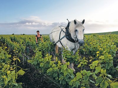 Champagne LOUIS ROEDERER: Weinberge