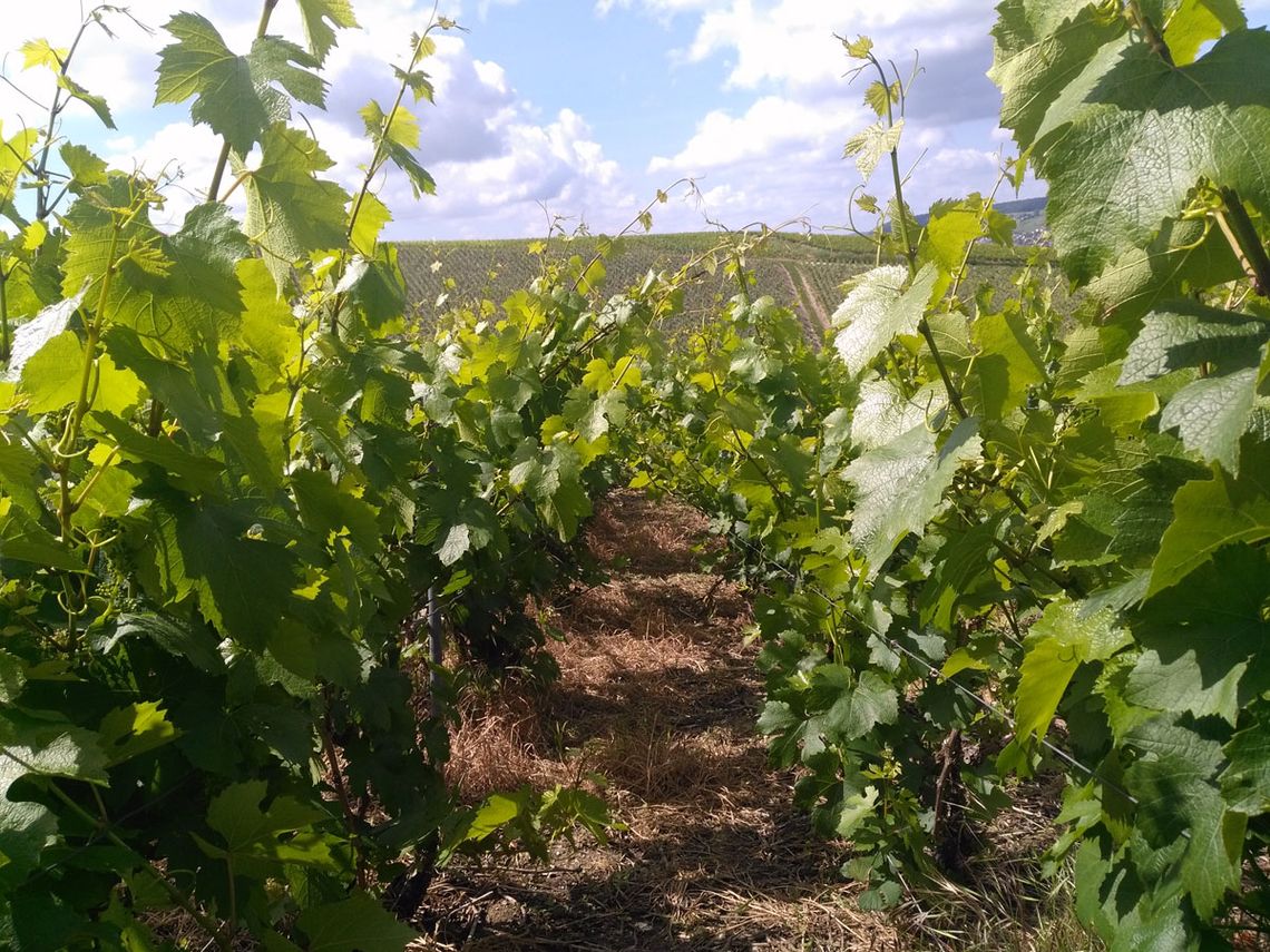 Champagne G. Brunot: Weinstock vor dem Hochbinden. Foto: Champagne G. Brunot