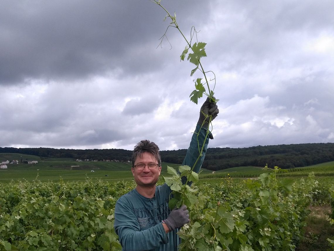 Champagne G. Brunot - Länge der Weinstöcke ohne Beschnitt. Foto: Champagne G. Brunot