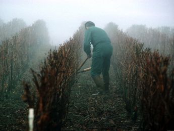 Andere Arbeiten. Quelle: Comité Champagne / Foto: HADENGUE FREDERIC