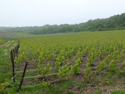 Champagne Jacques Picard: Weinberge. Foto: Champagne Jacques Picard