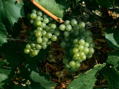 Chardonnay-Trauben. Quelle: Comité Champagne / Foto: Services Techniques C.I.V.C. (VITI)