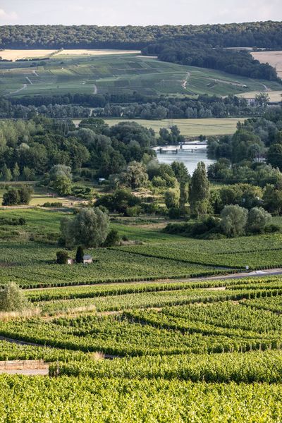 Champagne Bruno Paillard: Weinberge