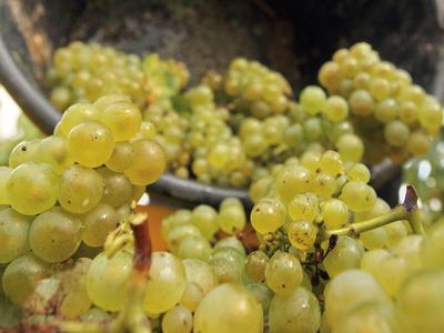 Traubenlese in der Champagne. Foto: ©Jean-Charles Gutner - Collection CIVC