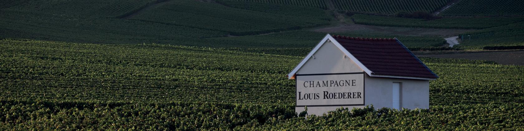 Champagne LOUIS ROEDERER: Weinberge