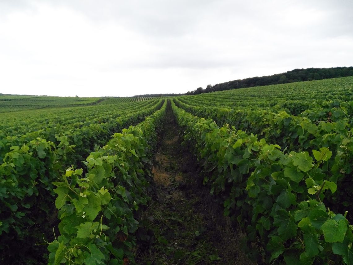 Champagne Guy Brunot - Vom Laubschneider zurückgeschnittener Weinberg. Foto: Champagne Guy Brunot