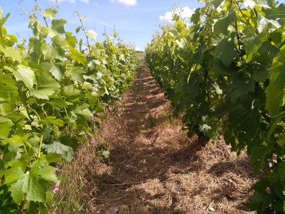 Champagne G. Brunot: Weinstock nach dem Hochbinden. Foto: Champagne G. Brunot