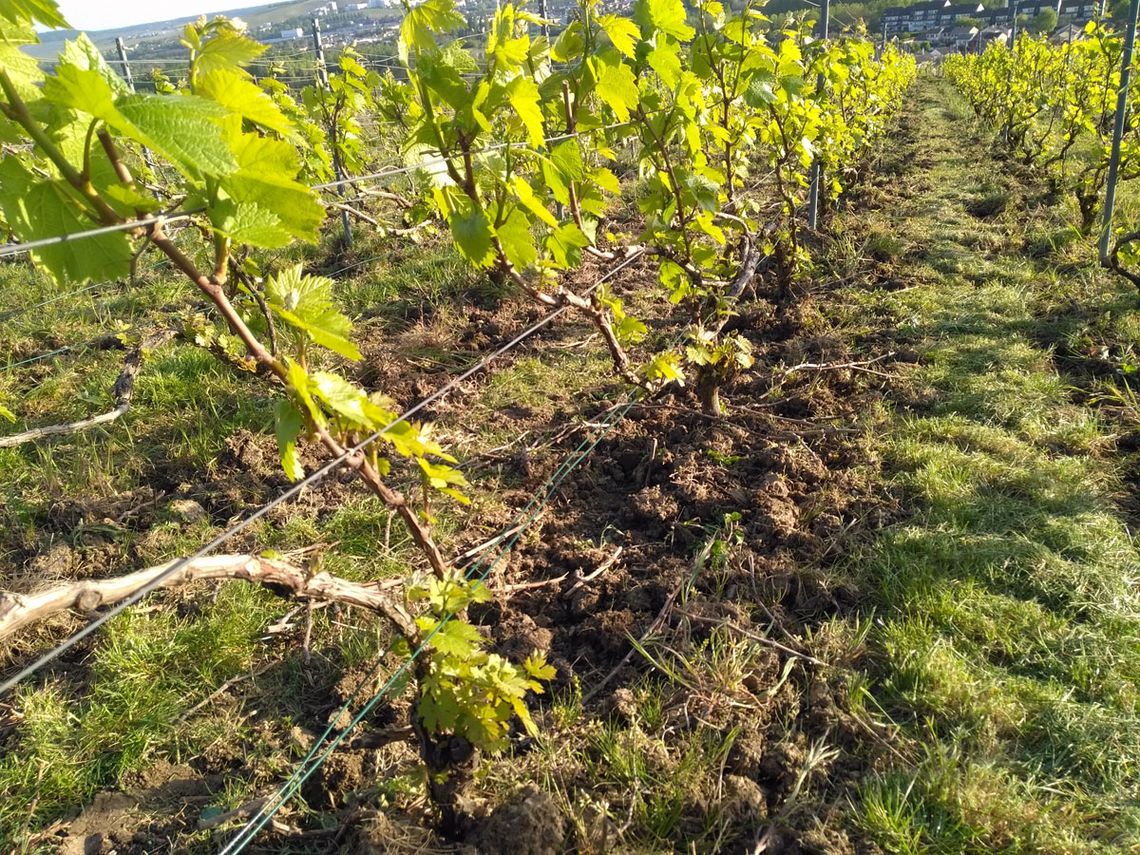 Champagne Brunot: Reben im April. Foto: Champagne Brunot