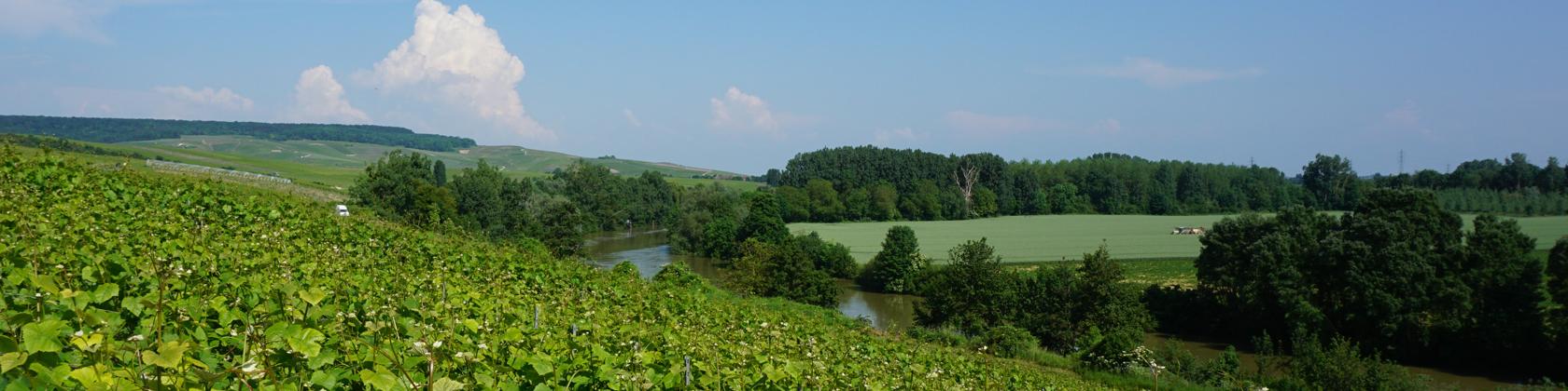 Weinberg in der Champagne. Foto: 80 GRAD