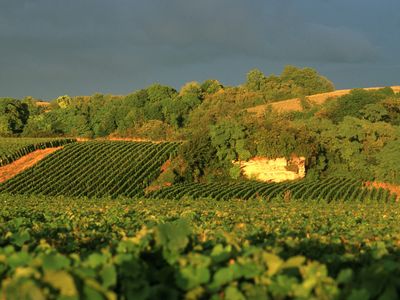 Verschiedene Landschaften im Sommer. Quelle: Comité Champagne / Foto: Philippe Maille