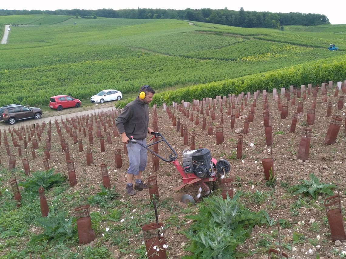 Champagne G. Brunot - Unkrautentfernung im neubepflanzten Weinberg. Foto: Champagne G. Brunot