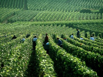 Lese. Quelle: Comité Champagne / Foto: John Hodder