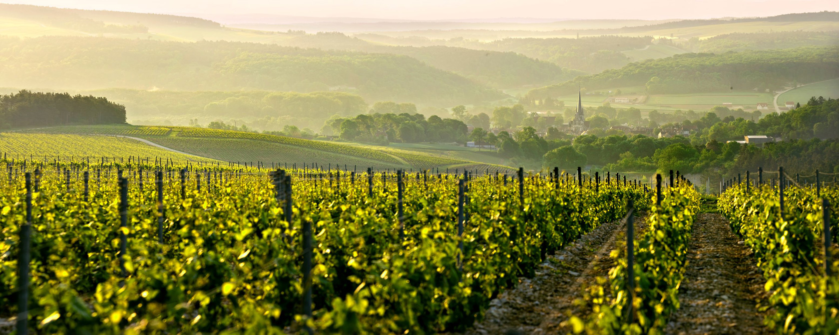 Champagne Domaine Alexandre Bonnet - Weinberge um Les Riceys. Foto: Domaine Alexandre Bonnet