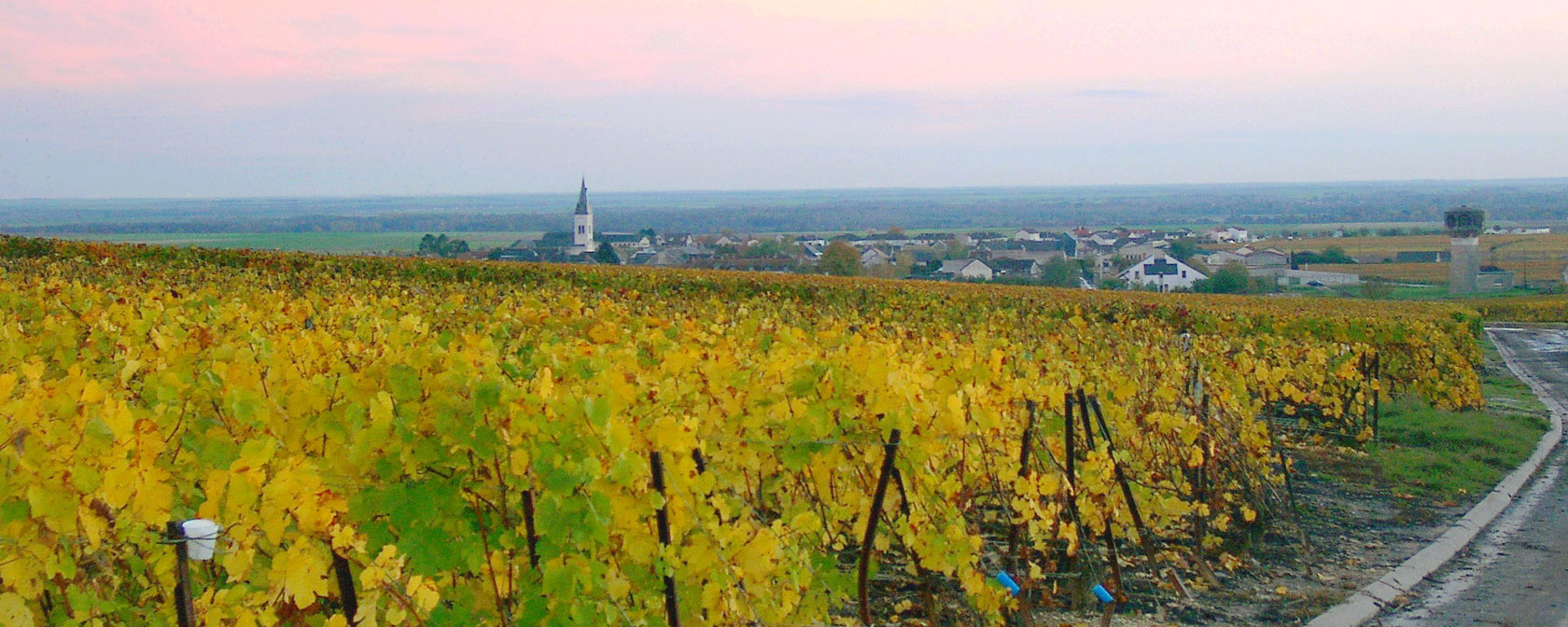 Champagne Barnaut Weinberge