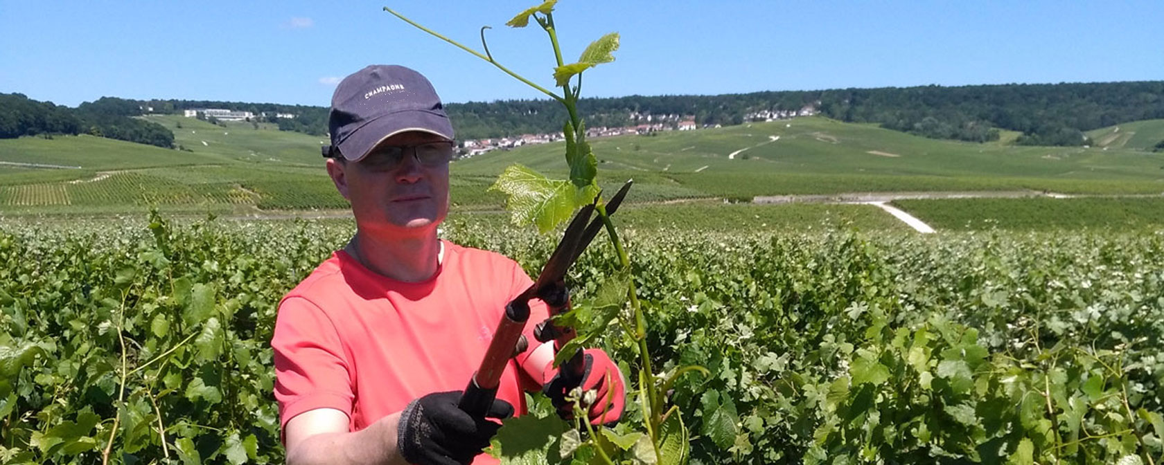 Champagne Guy Brunot - Arbeit im Weinberg. Foto: Champagne Guy Brunot