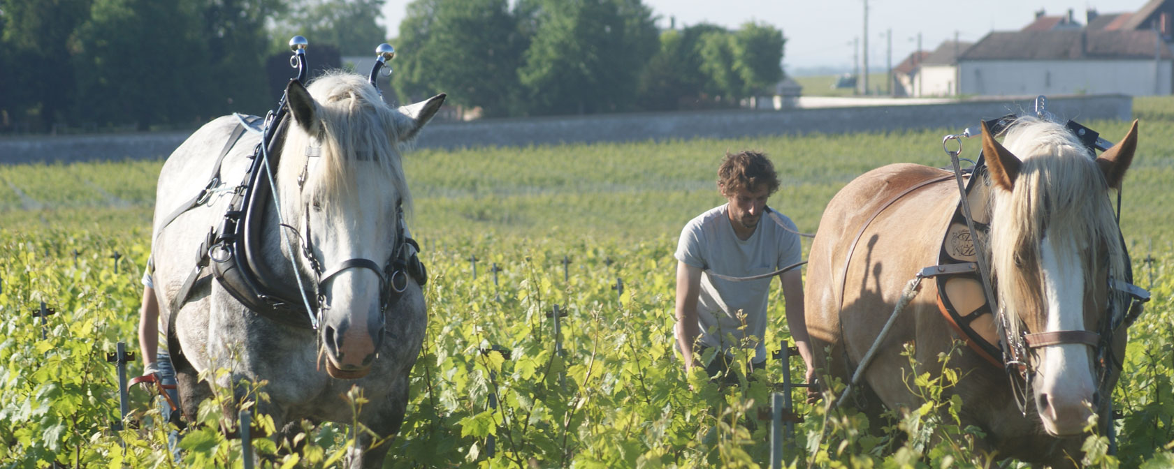 Champagne Marguet: Inhaber Benoit Marguet mit Pferden im Weinberg
