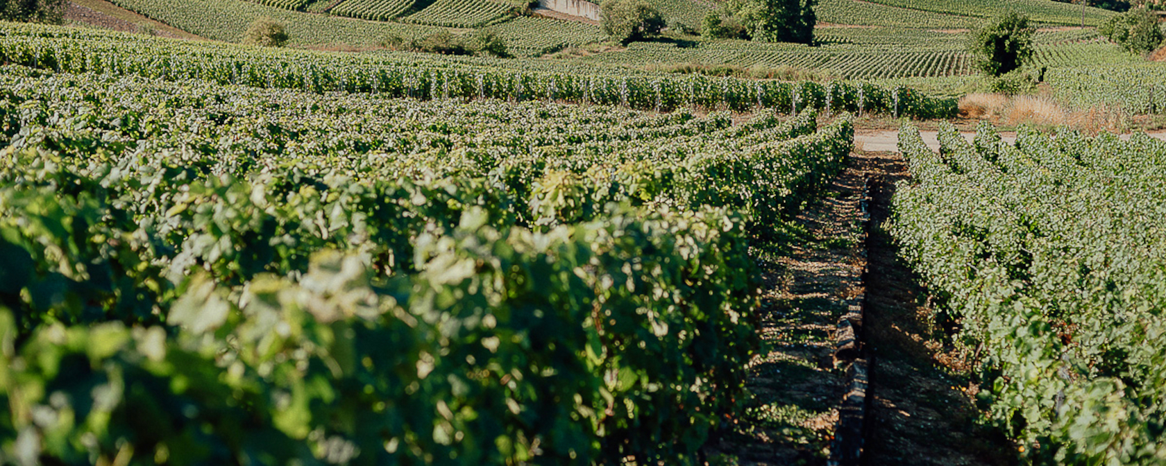 Champagne Nathalie Liebart Mitten im Weinberg. Foto: Champagne Nathalie Liebart