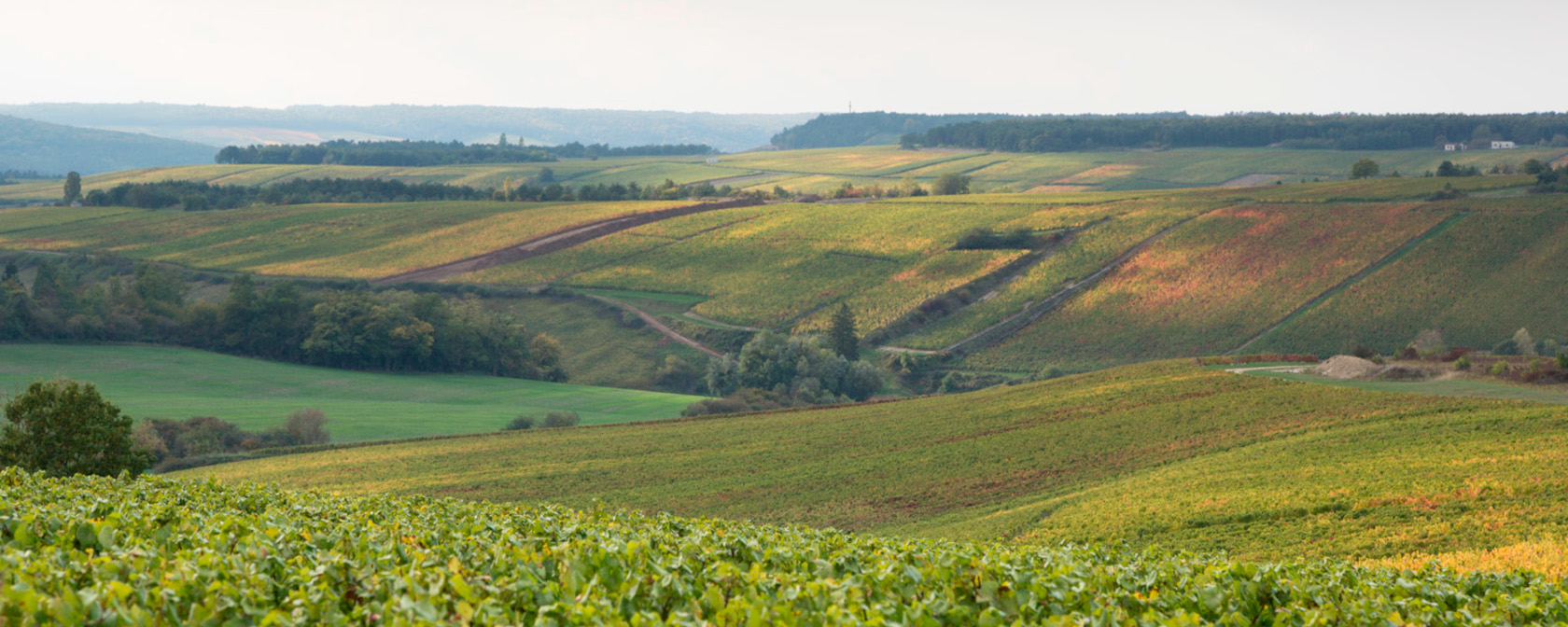 Champagne Robert Barbichon Weinberge. Foto: Champagne Robert Barbichon