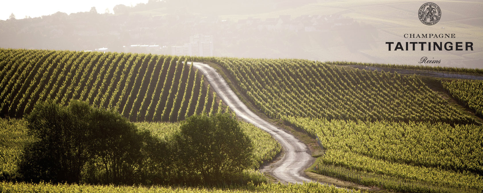 Champagne Taittinger Weinberge