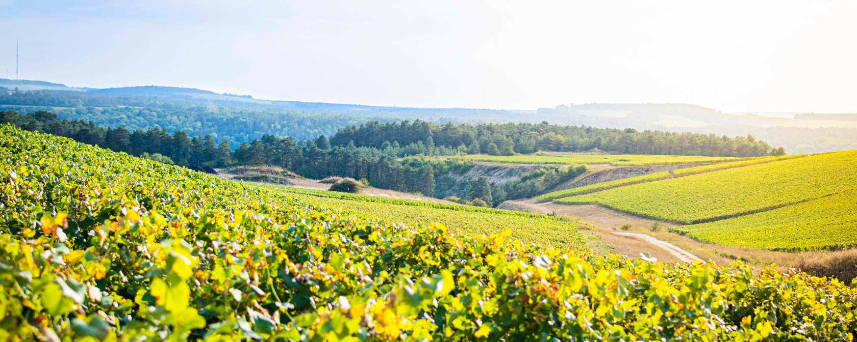 Champagne Erick Schreiber Weinberge in Courteron. Foto: Champagne Erick Schreiber